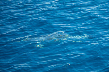 Wild dolphin under water of adriatic sea near croatia cost