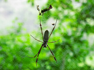 Big Spider