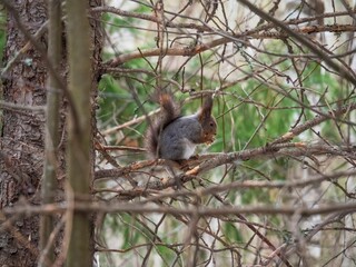 Gray squirrel sits on a tree branch in a park and eats French fries in the branches of a spruce tree. Spring or summer photo hunting. Concept of harmful nutrition for animals. Food theft by rodents.