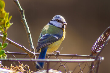 Blue tit (Cyanistes caeruleus, Syn: Parus caeruleus)