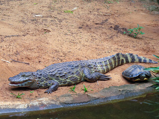 crocodile and turtle