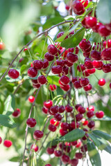ripe cherry berries on the branches of a tree