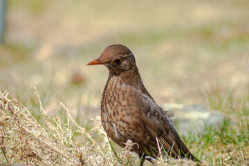 Blackbird, Turdus merula, in the home garden. focus on foreground