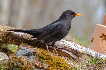 Fototapeta premium Blackbird, Turdus merula, in the home garden. focus on foreground