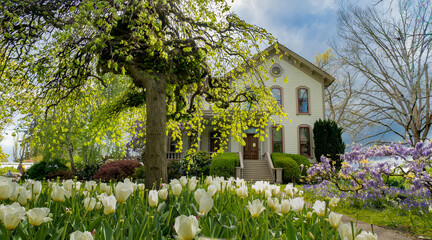 White tulips and wisteria in front of the Bush House in Bush city park salem Oregon