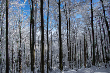 Winter forest in the Carpathian mountains