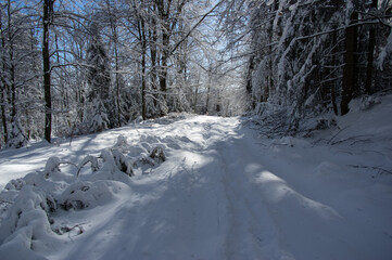 Winter forest in the Carpathian mountains