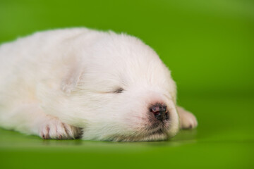 White small Samoyed puppy dog on green background