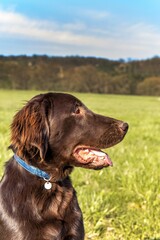 Portrait of a brown Flat coated retriever puppy. Dog's eyes. Five months old puppy. Spring walk with a dog.