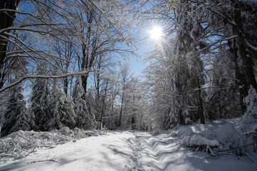 Winter forest in the Carpathian mountains