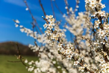 White flowering trees. Blurred background. Spring background. Blooming tree twig on a background of blue sky.