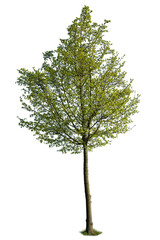 Poplar tree isolated on white background with clipping path.
