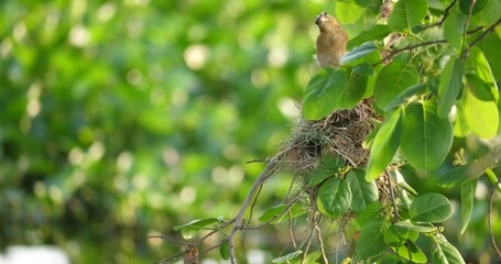 A bird was entering its nest, a bird nesting in a tree, a bird with a beautiful nature.