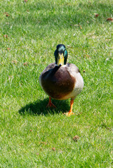 Mallard Duck Face Foreward