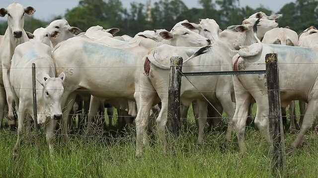 Boi pastando na fazenda.