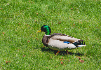 Male Mallard Duck close up