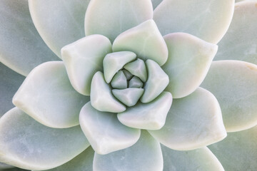 Succulent Patterns