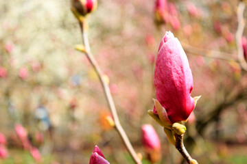 Magnolia tree's blossom. Nature spring background. Copy space. High quality photo