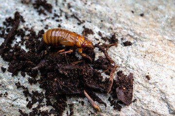 Brood-X Cicada crawling up out of the rocky dirt