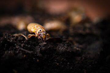 Brood-X Cicada crawling up out of the dirt