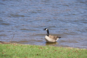 Canada Goose 