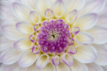 Fototapeta premium Dahlia Patterns