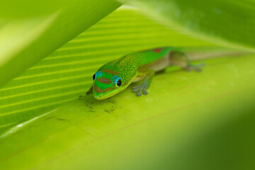 Day Gecko