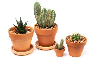Collection Of Various Cactus in unpainted ceramic pots. Isolated on white background.