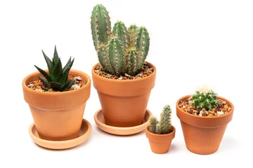 Photo sur Aluminium Cactus en pot Collection de divers cactus dans des pots en céramique non peints. Isolé sur fond blanc.