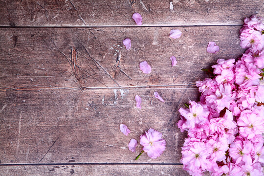 Ornamental pink cherry tree blossom background on a rustic wooden table top with space for copy