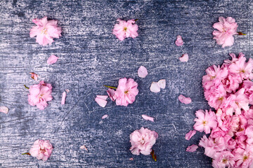 Ornamental pink cherry tree blossom background on a rustic blue background