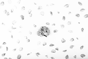 Ornamental pink cherry tree blossom flowers in black and white