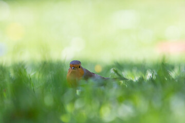 robin in the grass looking up, Erithacus rubecula