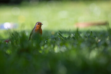 robin in the grass looking up, Erithacus rubecula