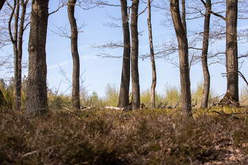Fototapeta na wymiar view into a forest, nice color, woodland