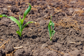 Young corn plant with leaf deformity or buggy whipping. Concept of corn health, stress and damage.