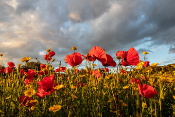 Poppy field at sunset with the background of clouds.