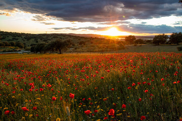Sunset in a poppy field with trees in the background.