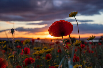 Close-up of a poppy in a field of poppies and daisies, with the sun setting behind.