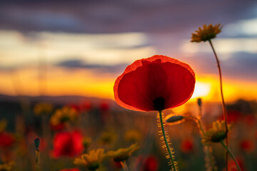 Close-up of a poppy in a field of poppies and daisies, with the sun setting behind.
