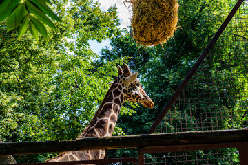 Adult giraffe (Giraffa camelopardalis) in the corral