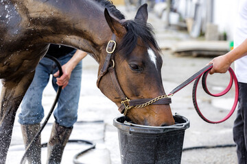 Close-up of the side of the head of a brown horse drinking water out of a bucket at a race track.