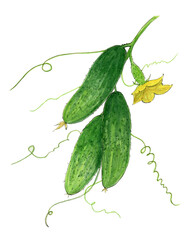 Watercolor cucumbers on white background. Design for postcards, bag or t-shirt.