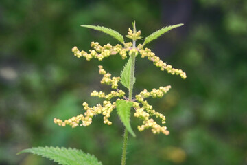 Nettle inflorescence on a blurred green background close-up.