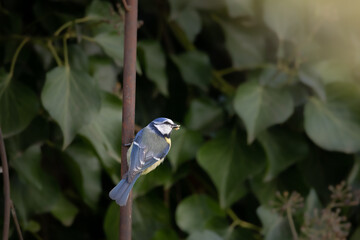 Blaumeise mit Futter im Schnabel