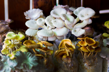 Mushrooms in the Garden