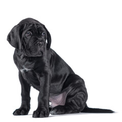 black cane corso puppy looking up on a white background