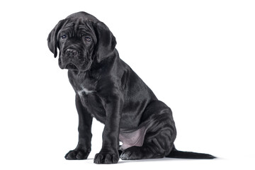 black cane corso puppy looking up on a white background