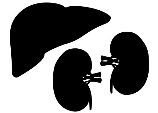 Human liver and kidneys in a set. Vector image.