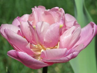 pink tulip in the garden